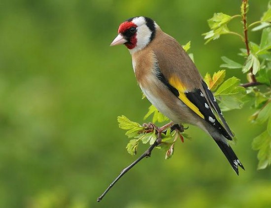 Le Chardonneret Elegant Est Un Oiseau De Nos Jardins Le Plus Colore