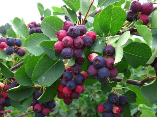 L Amelanchier Lamarckii Un Arbuste Aux 3 Qualites Blog Jardin